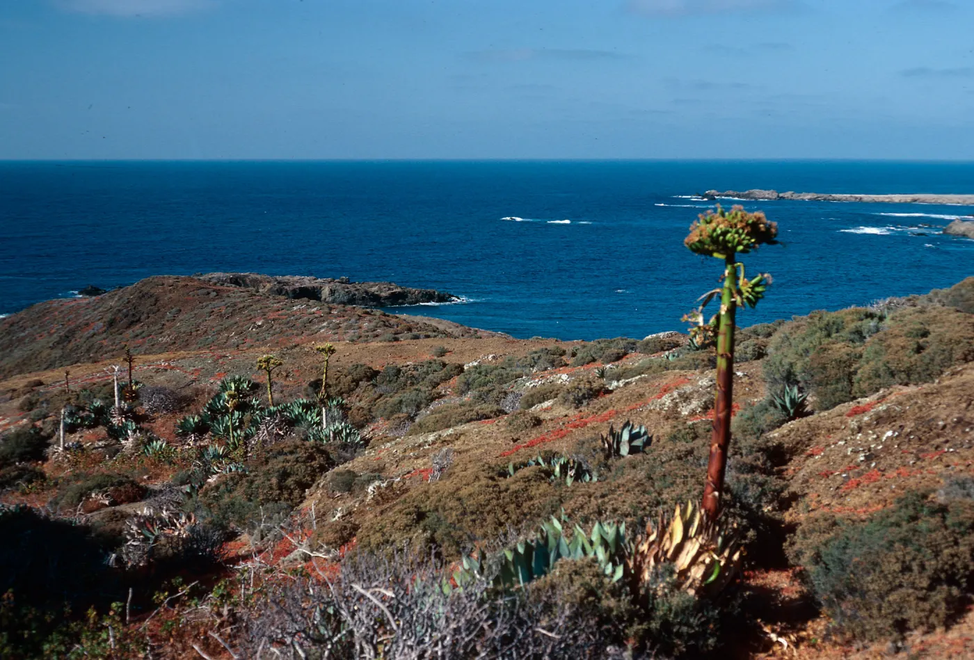 Northeast part of West Island, looking toward Middle Island, San Benito Island