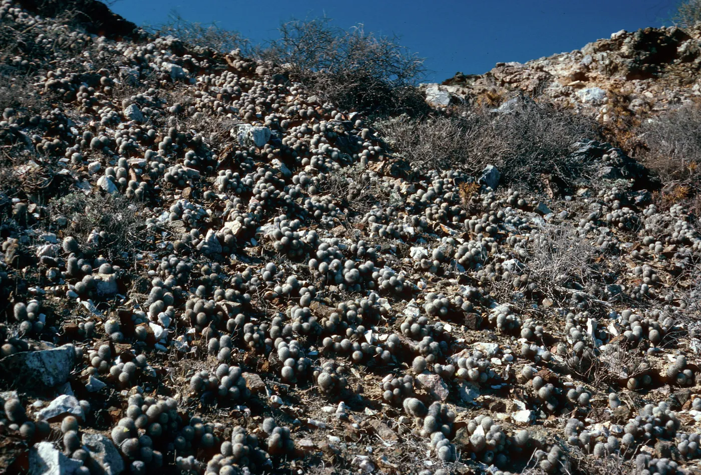 Mammillaria neo-palmeri and Euphorbia misera, East San Benito Island