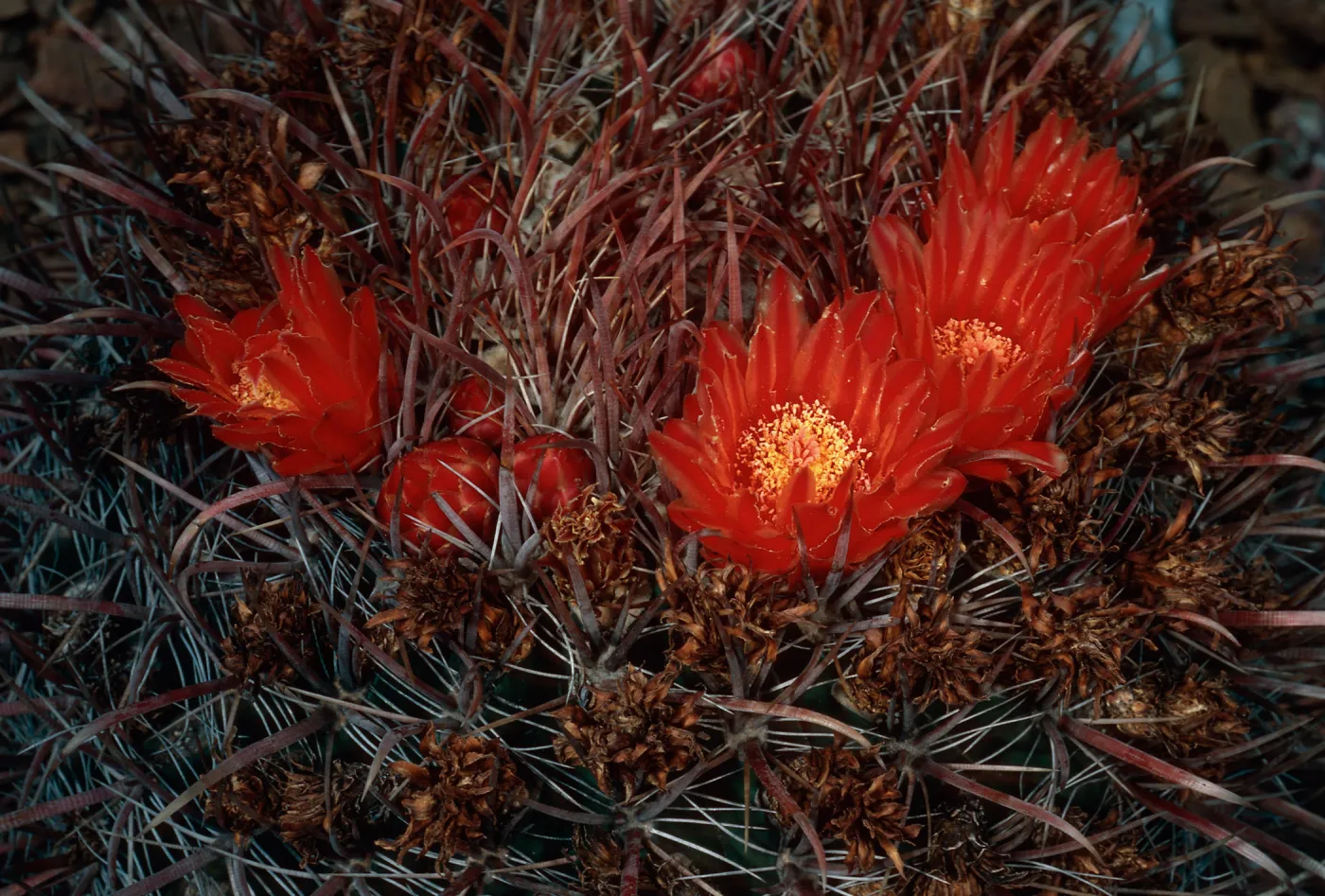 Ferrocactus, West San Benito Island