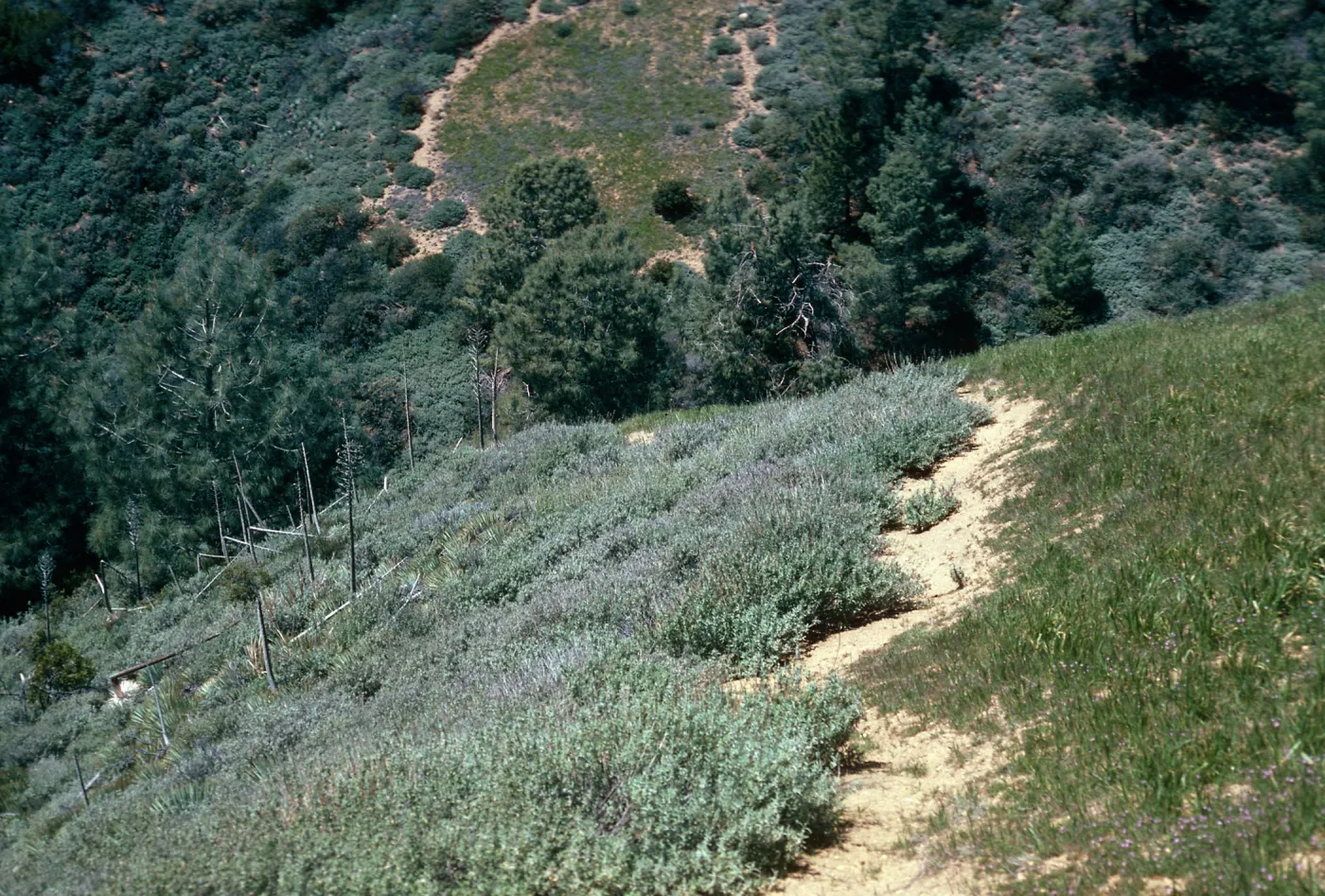 Coastal Sage w/bare zone, Catway Road, Figueroa Mounhtain