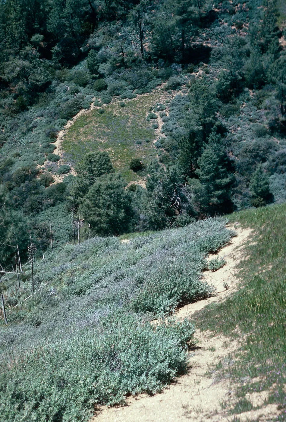 Coastal Sage w/bare zone, Catway Road, Figueroa Mounhtain