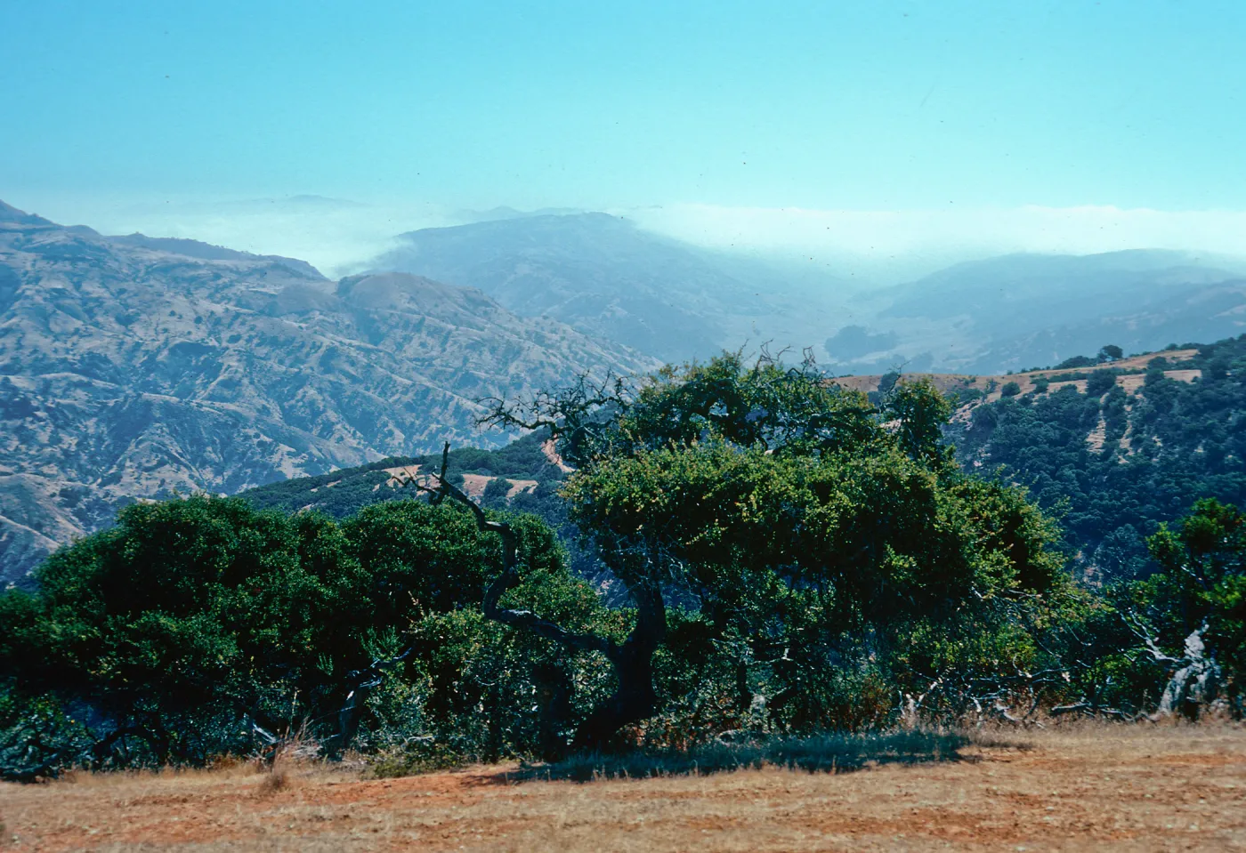 fog and Central Valley from ridge, overlooking Islay Canyon, Santa Cruz Island