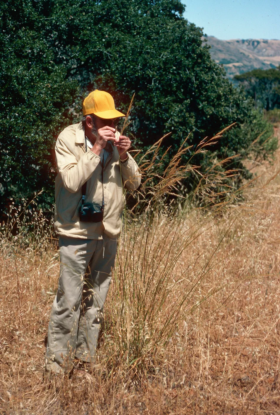 Stan Davis, Stipa diegoensis, South ridge, Santa Cruz Island