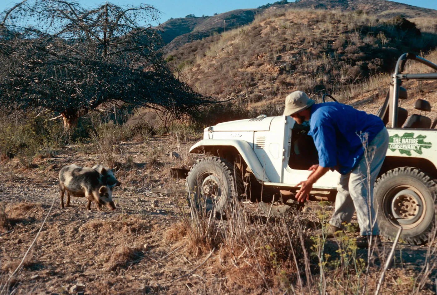 pig, near dump, Santa Cruz Island