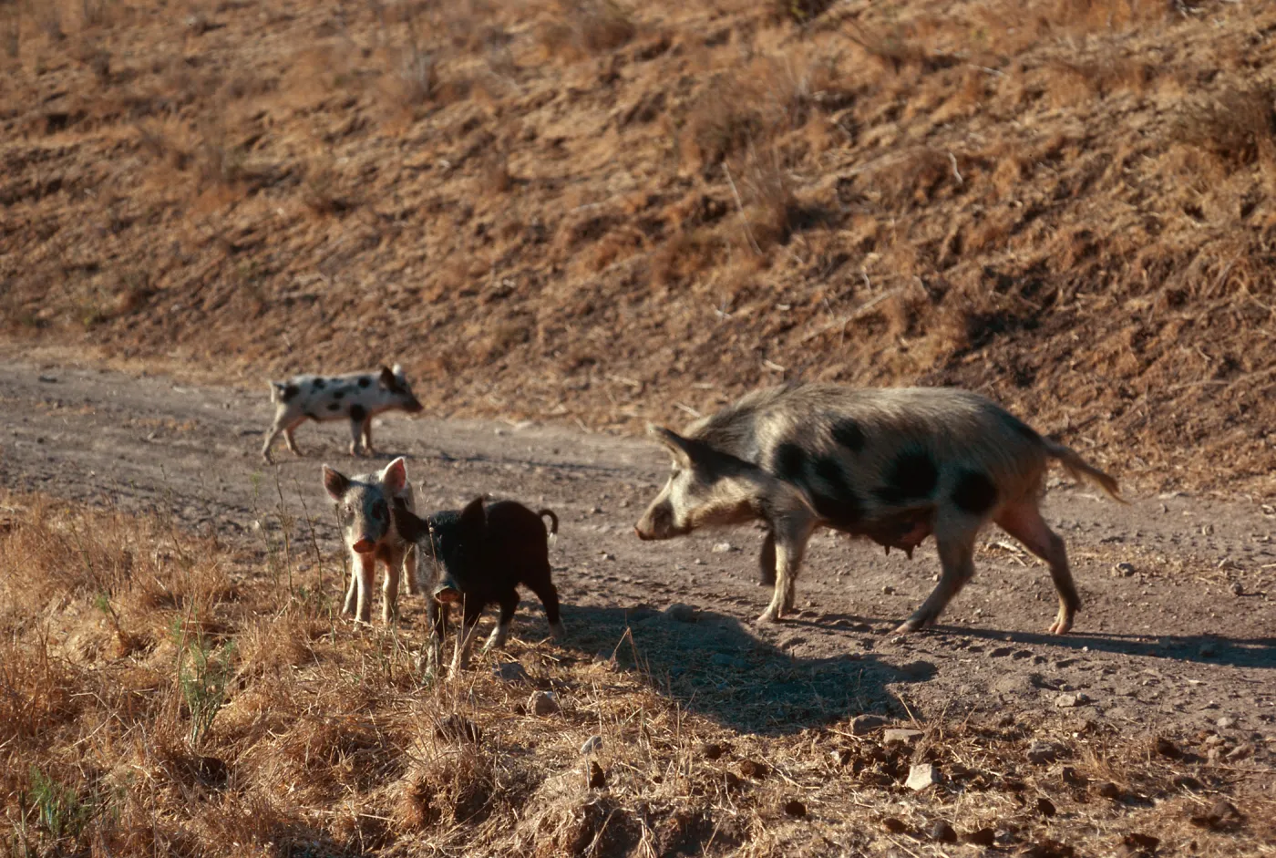pigs, near dump, Santa Cruz Island