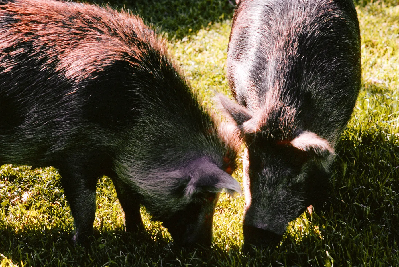 pigs, Smugglers Ranch, Santa Cruz Island