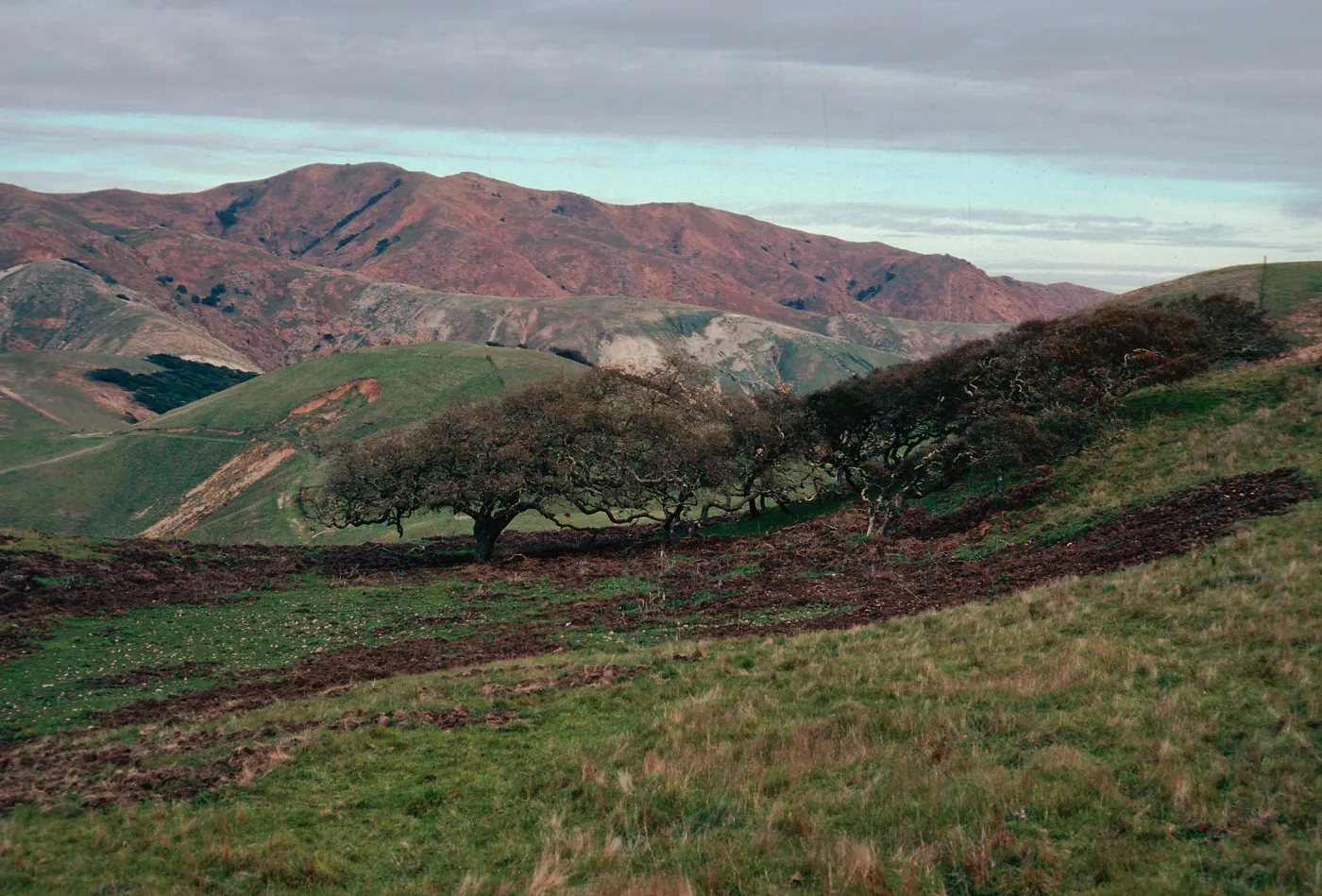 pig damage, East of navy base, Santa Cruz Island