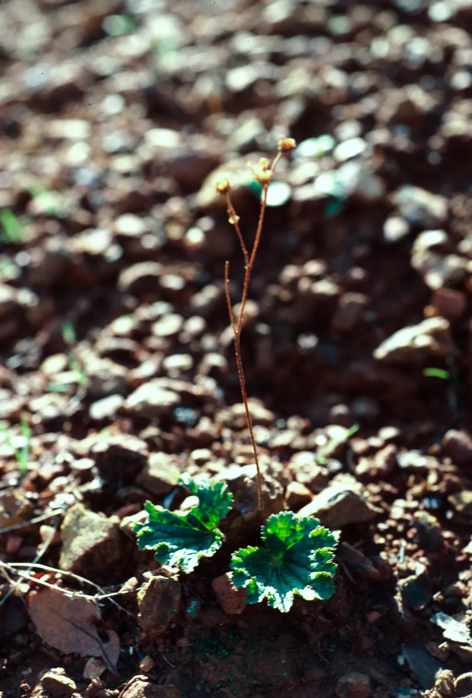 Jepsonia malvifolia, South ridge, Santa Cruz Island