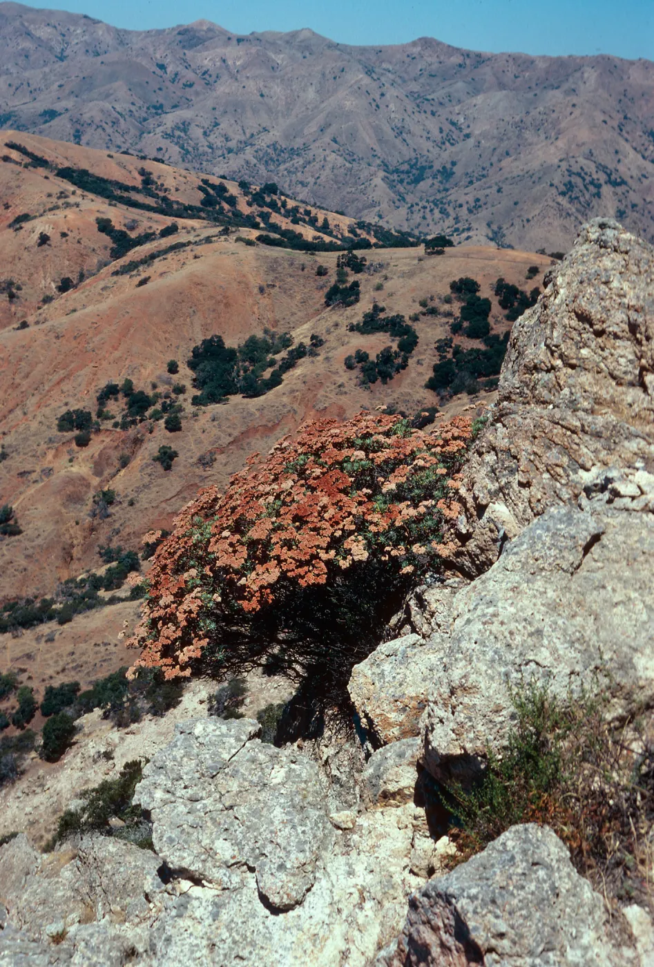 Eriogonum arborescens, El Tigre ridge, Santa Cruz Island