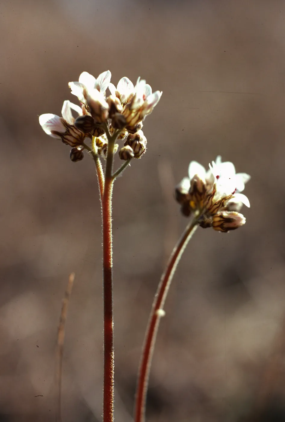 Jepsonia malvifolia, South ridge, above Stanton Ranch, Santa Cruz Island