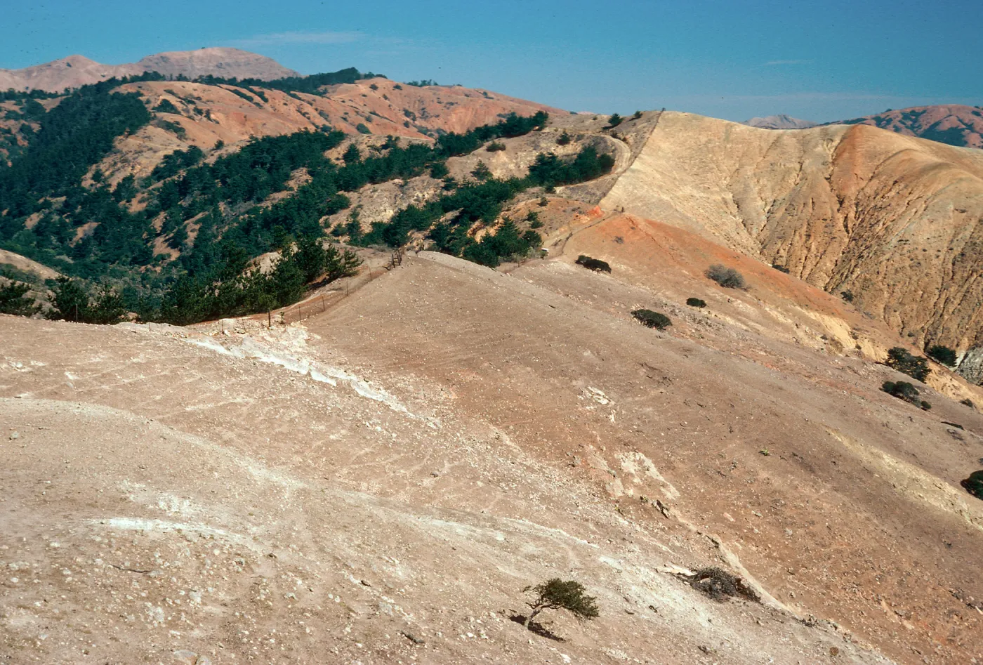 Sierra Blanca ridge, sheep damage, South of Sauces Road, Santa Cruz Island