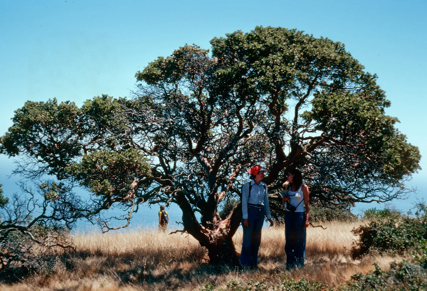 Mary, Nancy Vivrette, Arctostaphylos viridissima, Pinos Del Sur, Santa Cruz Island