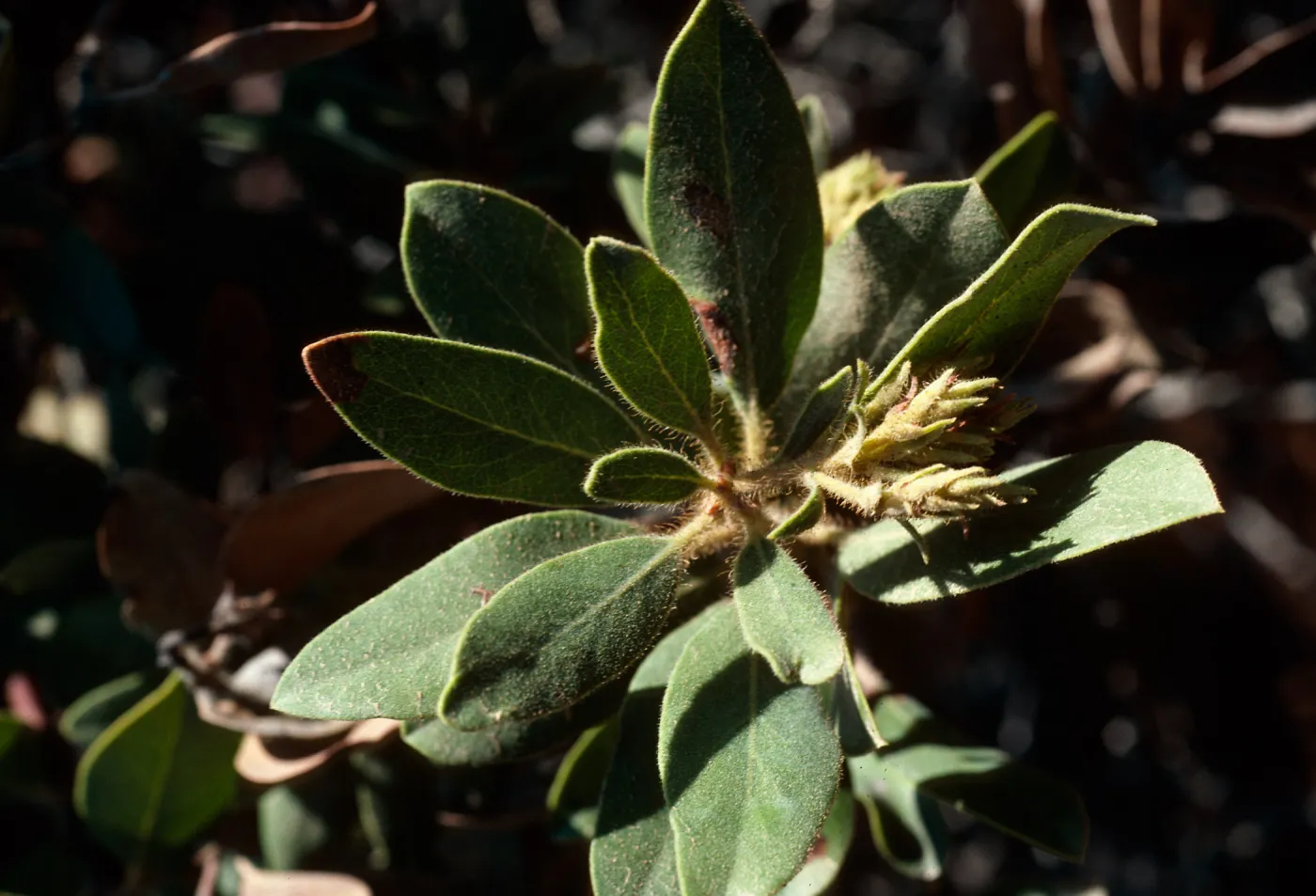 Arctostaphylos tomentosa, subcordata, South Ridge Road, 0.5 mile East of Willows Anchorage, Santa Cruz Island