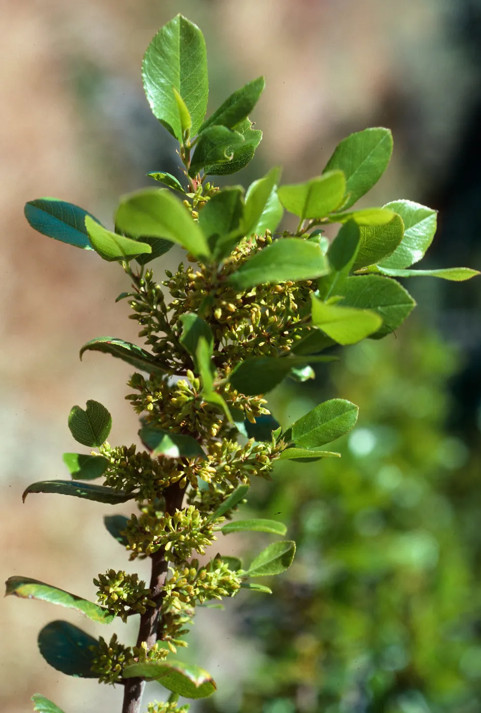 Rhamnus pirifolia, Alameda de Coches Prietos, Santa Cruz Island
