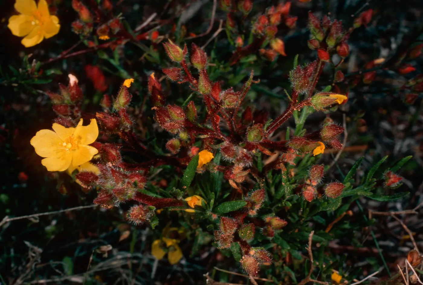 Helianthemum greenei, Christy Pines, Santa Cruz Island