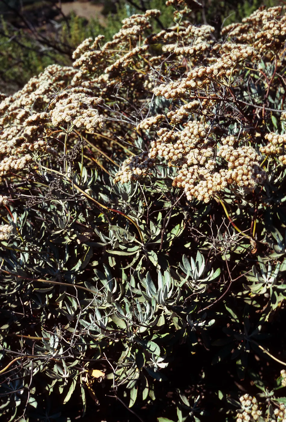 Eriogonum blissianum, South ridge Road , 0.4 mile East of Willows Gate, Santa Cruz Island