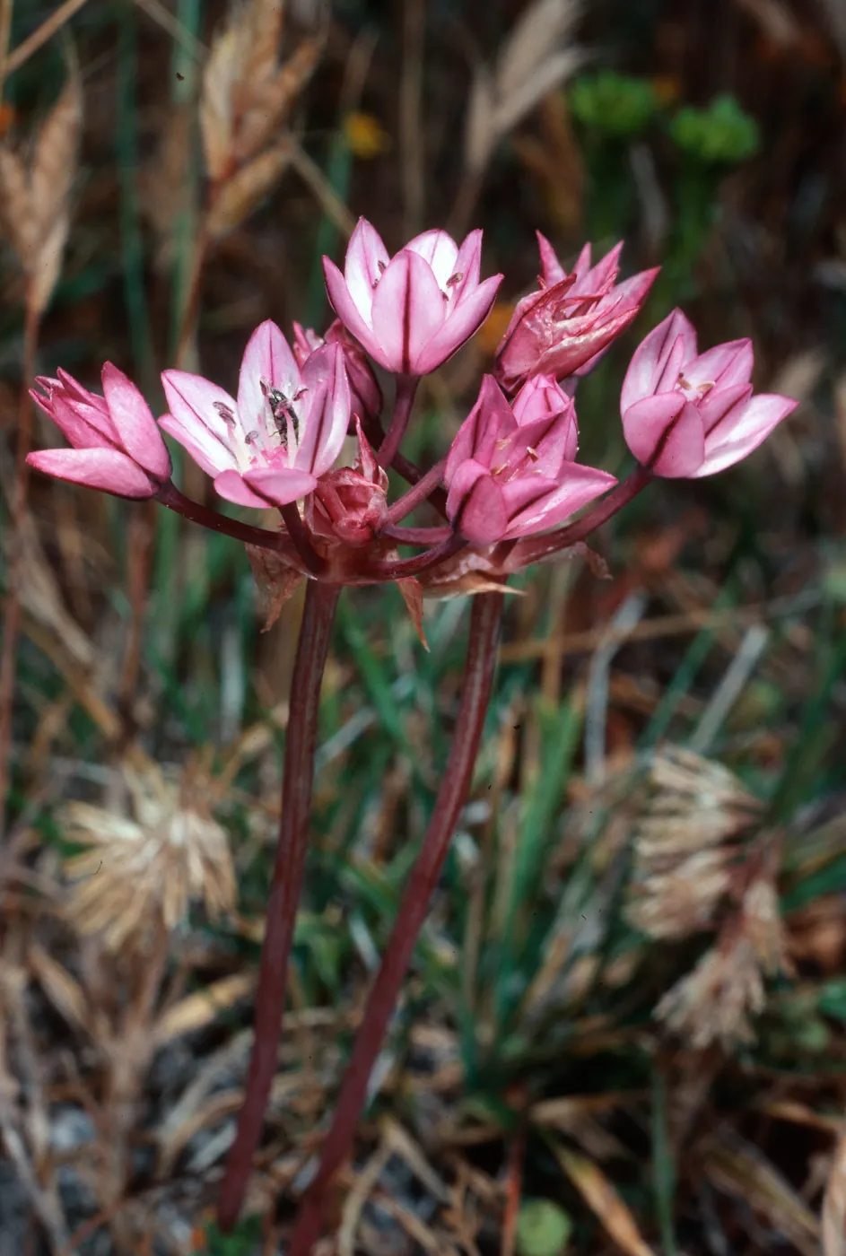 Allium, SC-1025, Santa Cruz Island