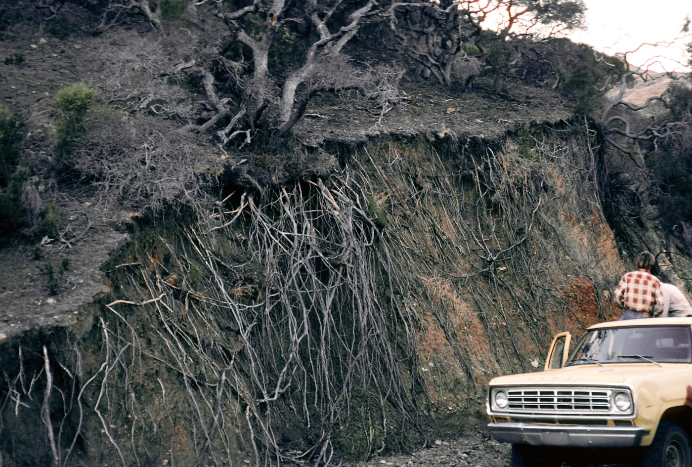 oak roots, Willows Canyon, Santa Cruz Island