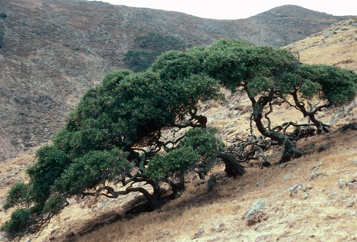 Quercus pacifica, Northeast of Î” Mesa on shore side, Santa Cruz Island