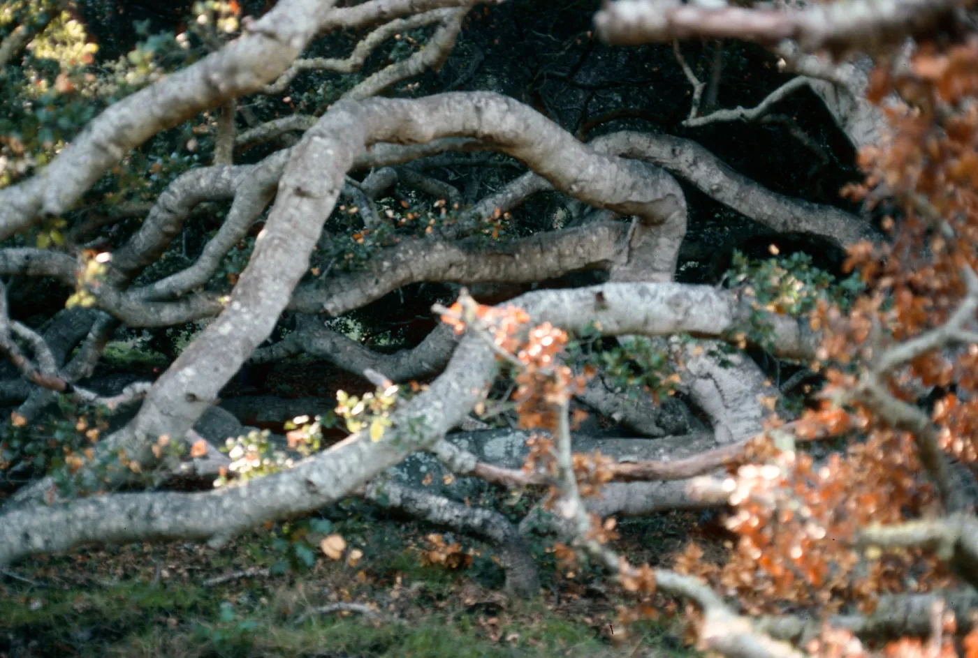 Quercus agrifolia (Coastal Live Oak), Caï¿½ada Del Puerto, Santa Cruz Island