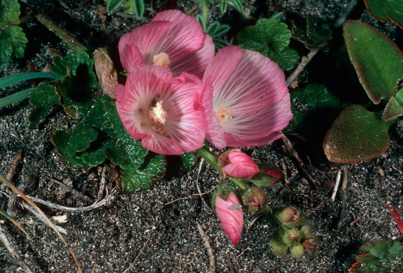 Sidalcea malviflora, cove North of Forney Cove, Santa Cruz Island