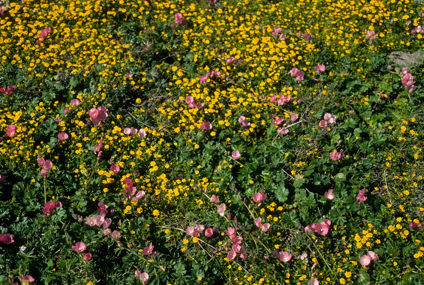 Sidalcea/Lasthenia, Forneys Cove, Santa Cruz Island