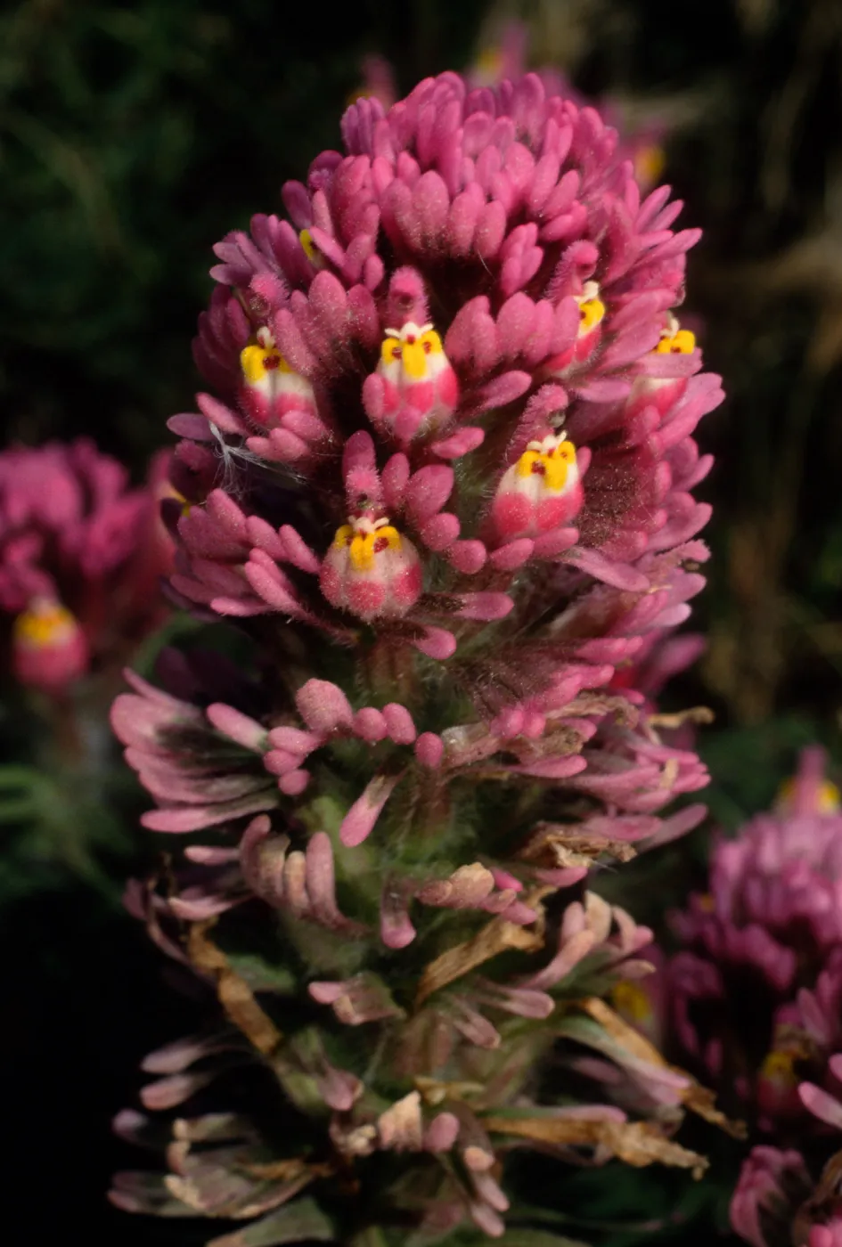 Orthocarpus purpurascens, SC-3579, near Point Flats, Santa Cruz Island