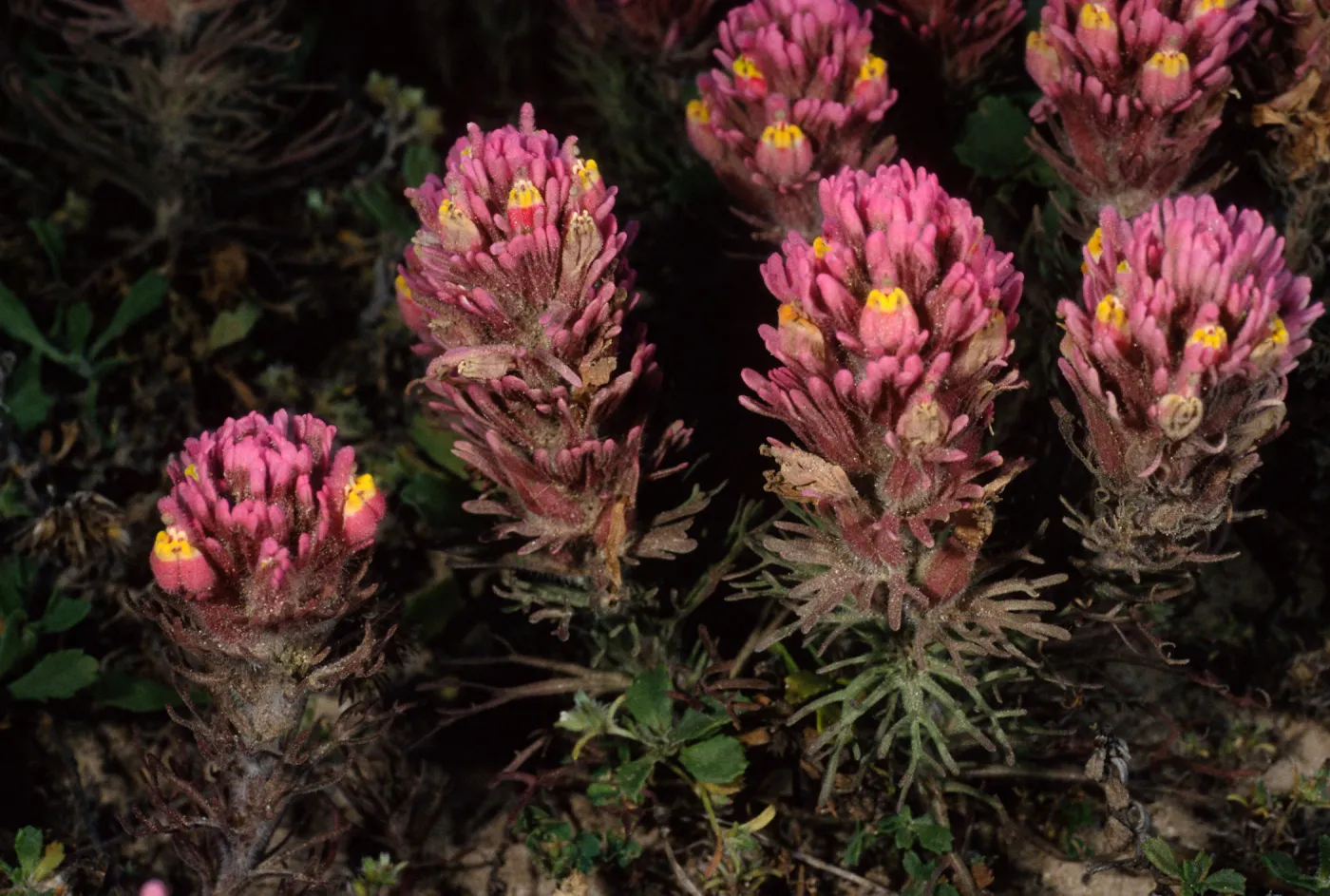 Orthocarpus purpurascens, SC-3579, near Point Flats, Santa Cruz Island