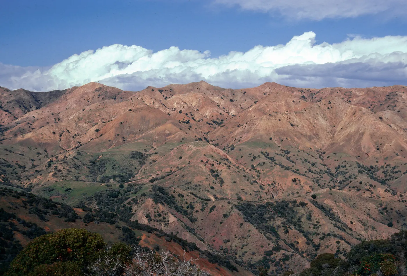 South-facing slopes in Central Valley, from ridge route, Santa Cruz Island