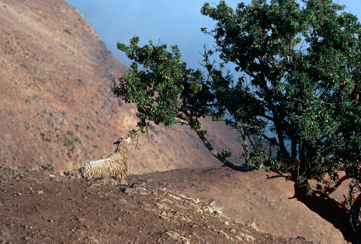 Santa Cruz Island