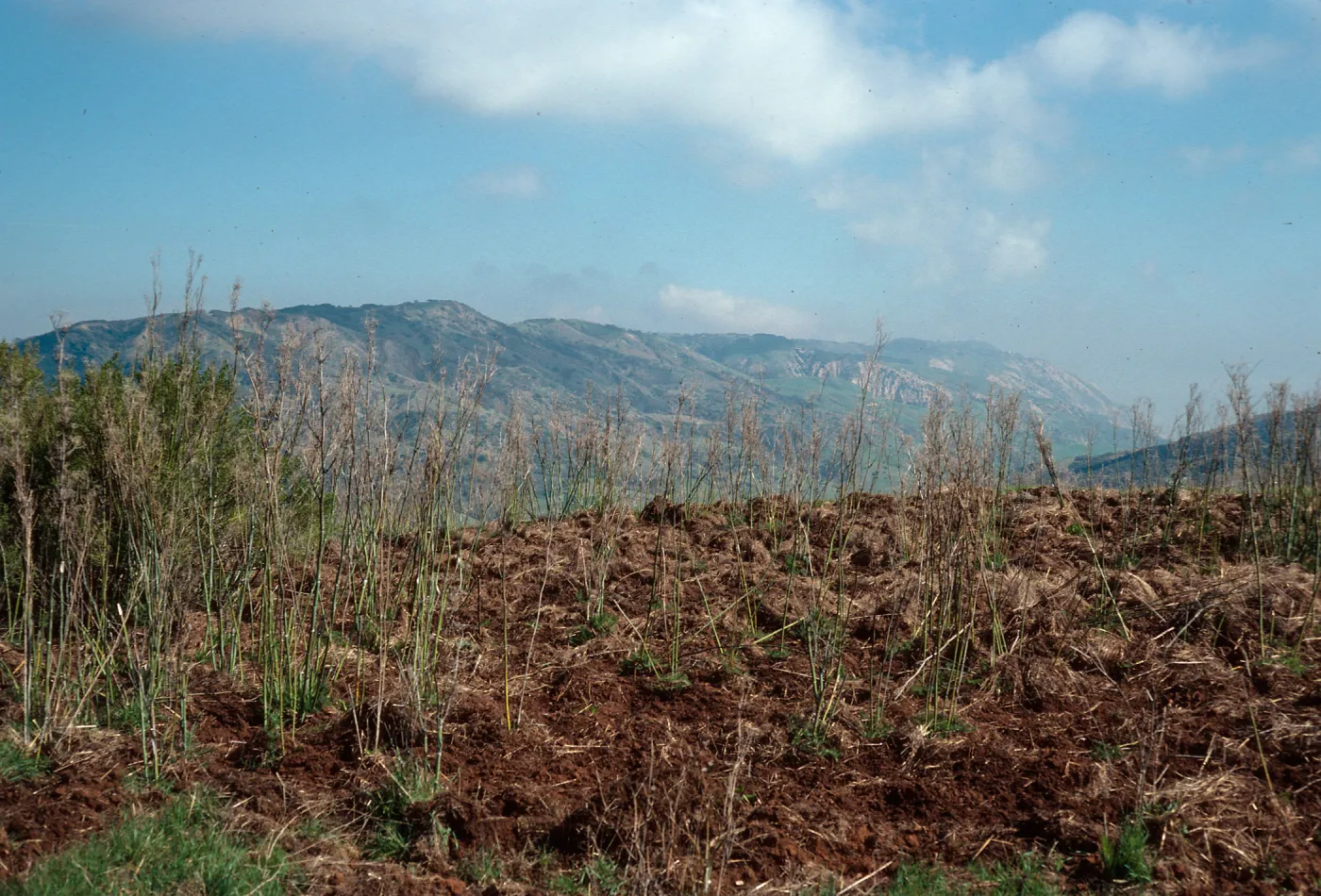 Pig rooting damage, ridge, South of ranch, Santa Cruz Island