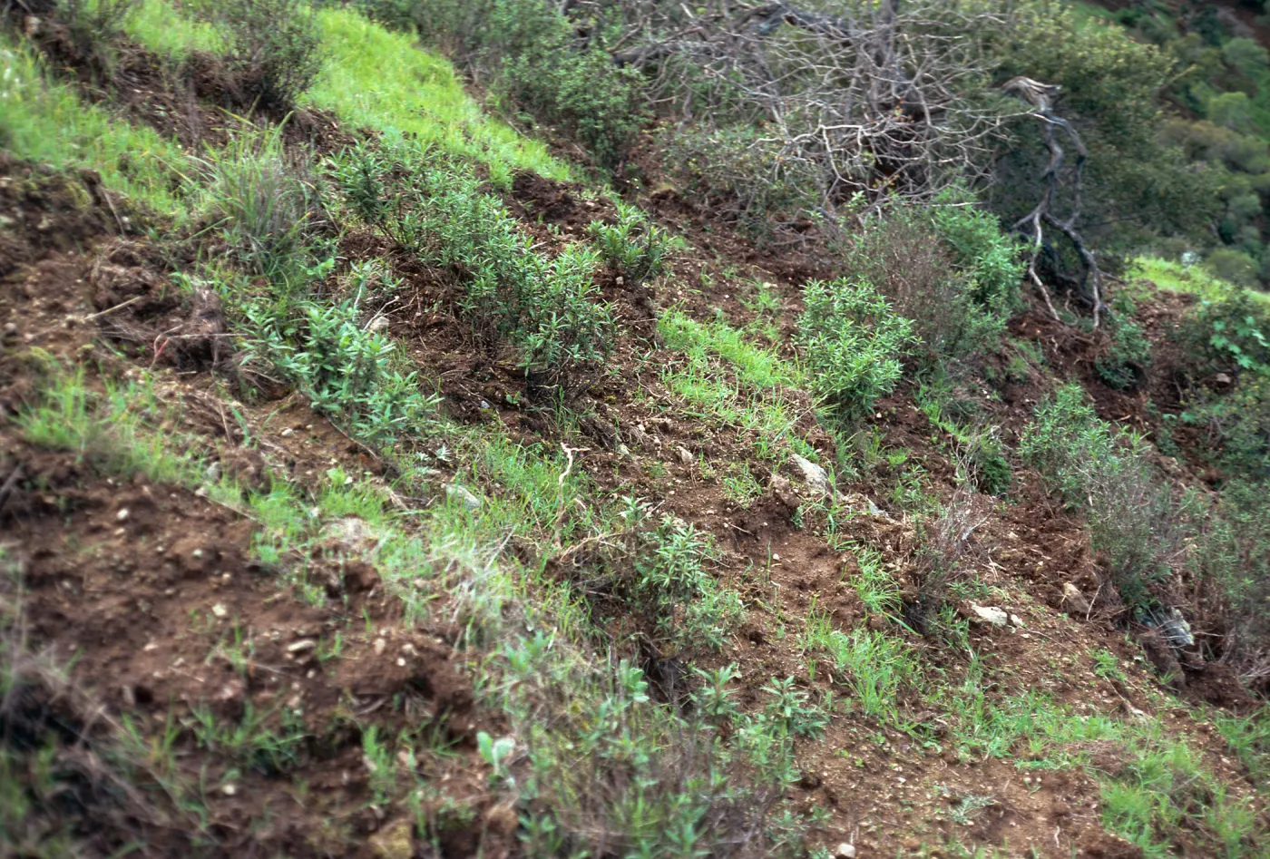 Pig damage, Upper Cascada, Santa Cruz Island