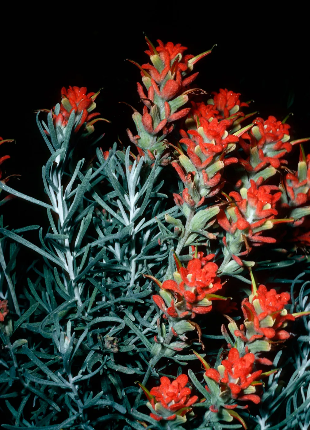 Castilleja Hololeuca, offshore side, west of Sandstone Point, Santa Cruz Island
