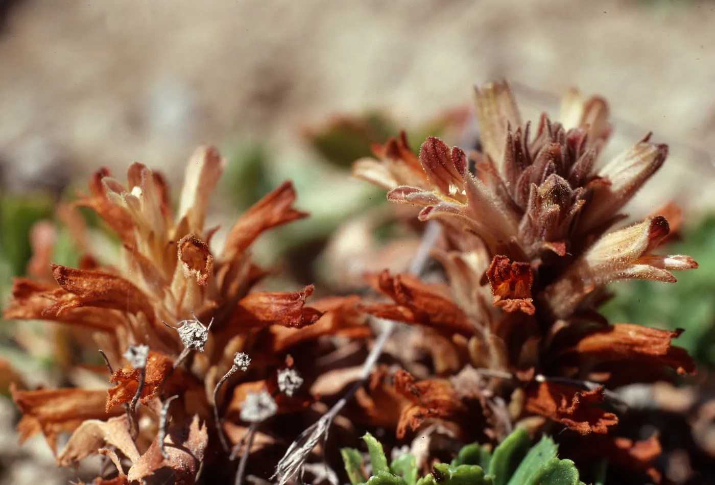 Orobanche parishii brachyloba, South End of Christy Beach, Santa Cruz Island