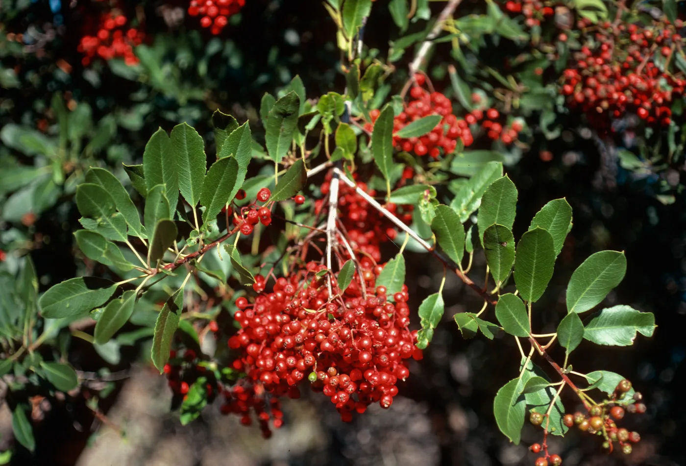 Heteromeles arbutifolia, West of Prisoners, Santa Cruz Island