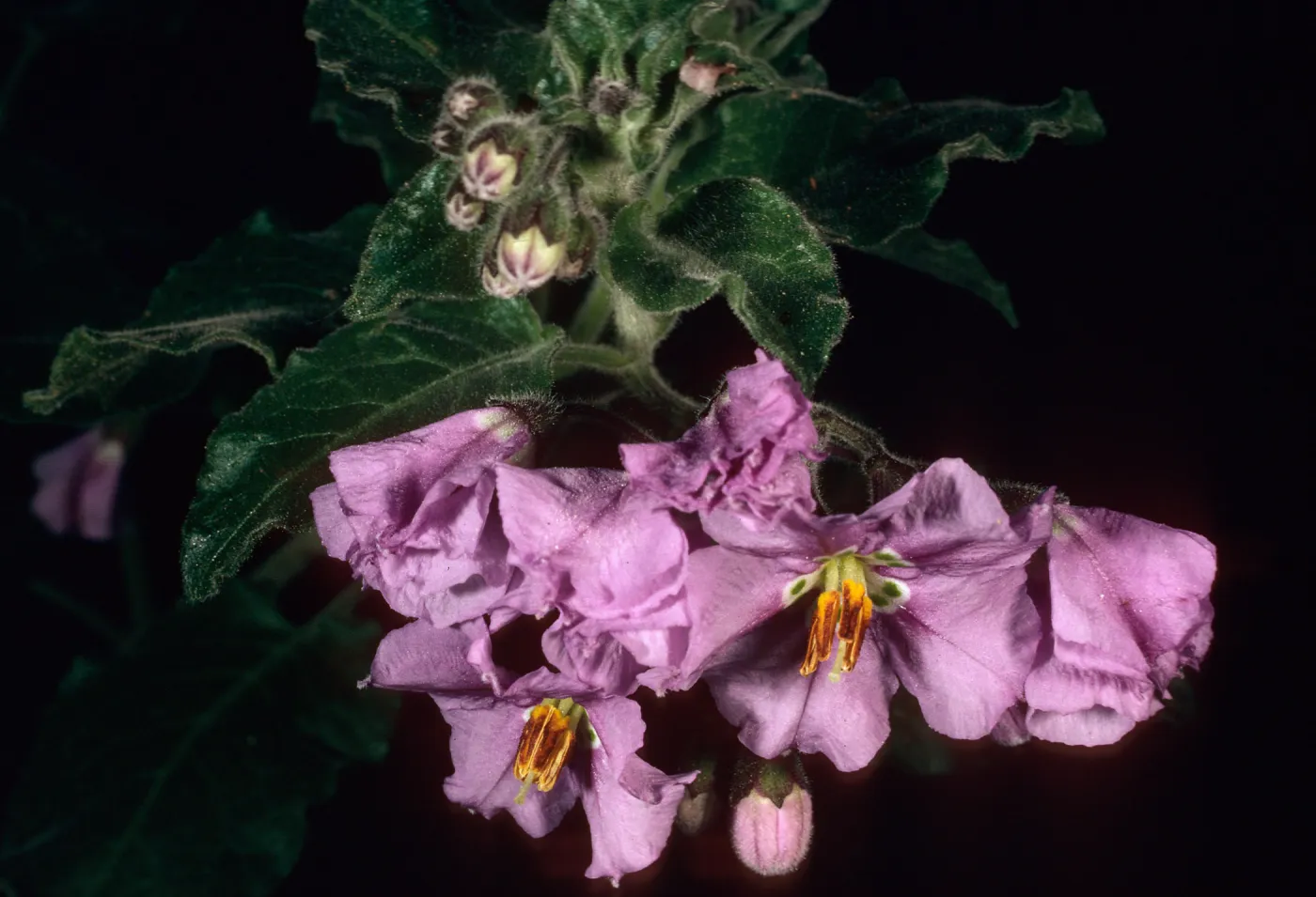 Solanum clokeyi, West of Embudo, Santa Cruz Island