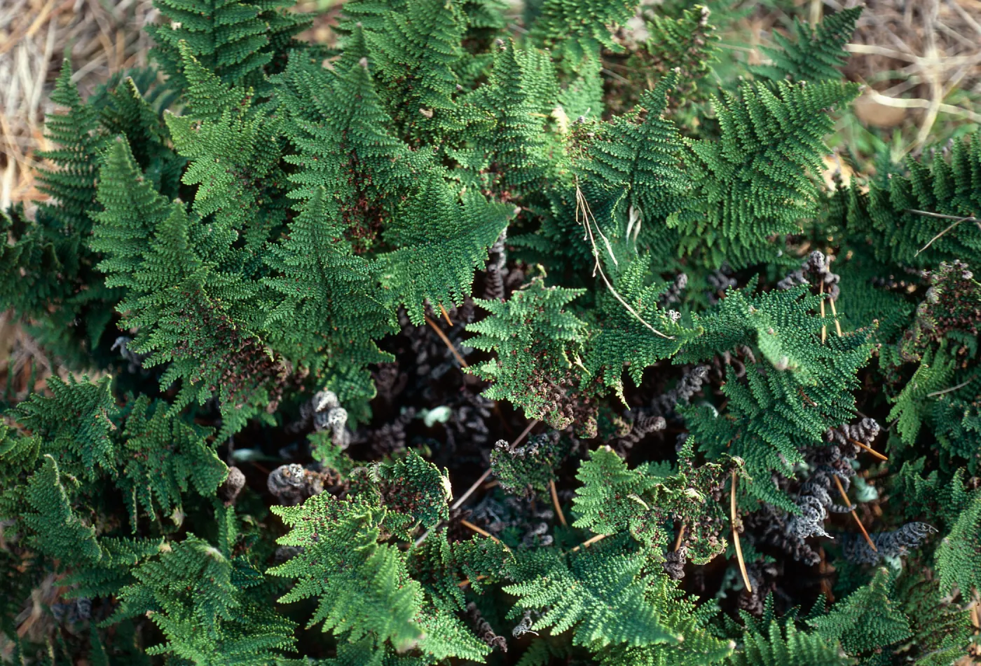 Cheilanthes clevelandii, Western Pines, Santa Cruz Island