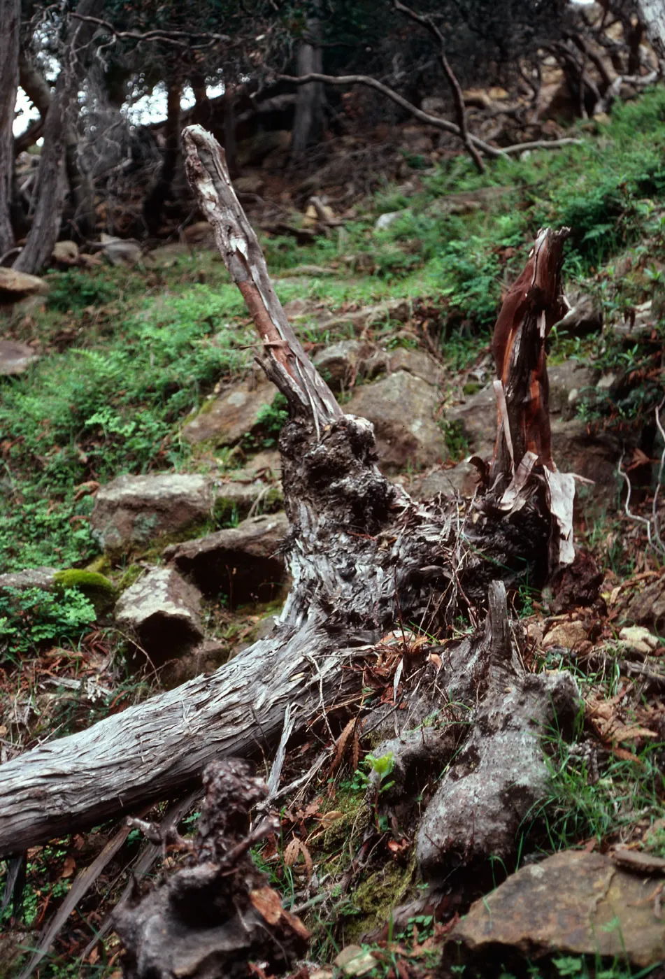 lateral roots on fallen Lyonothamnus, grove up fork in 1st canyon, West of Prisoners, Santa Cruz Island