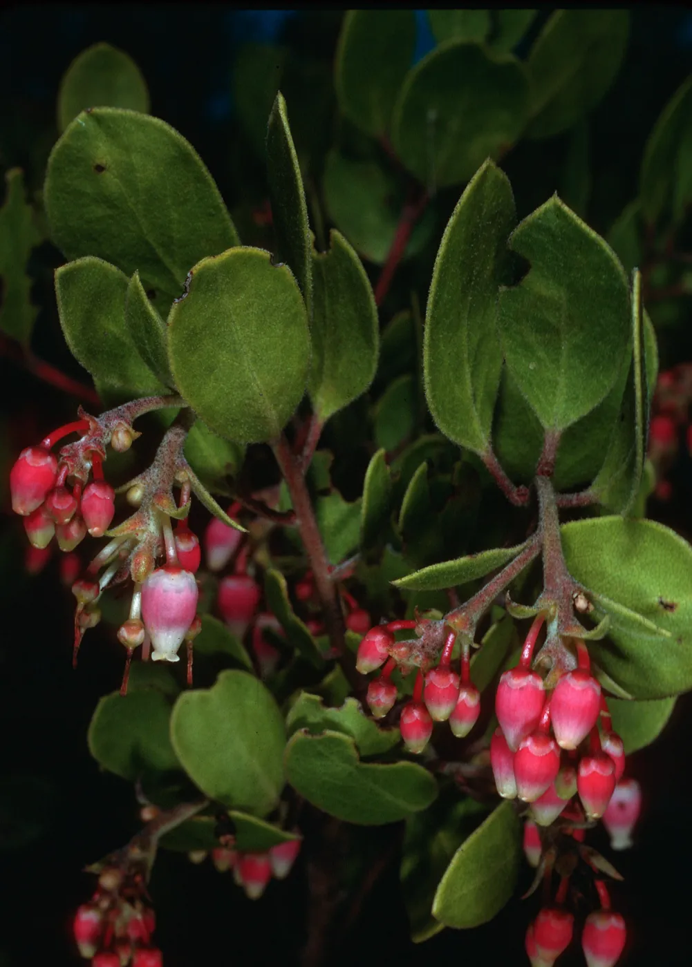 Arctostaphylos rudis, Burton Mesa Ecological Reserve, Santa Barbara County