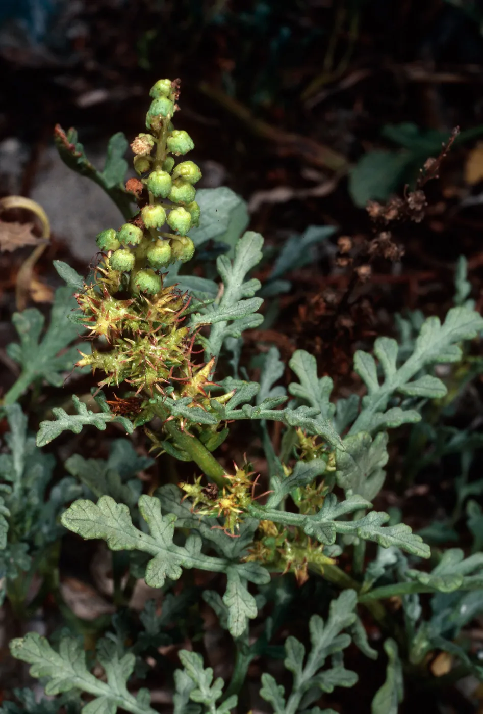 Ambrosia chamissonis, Goleta Beach
