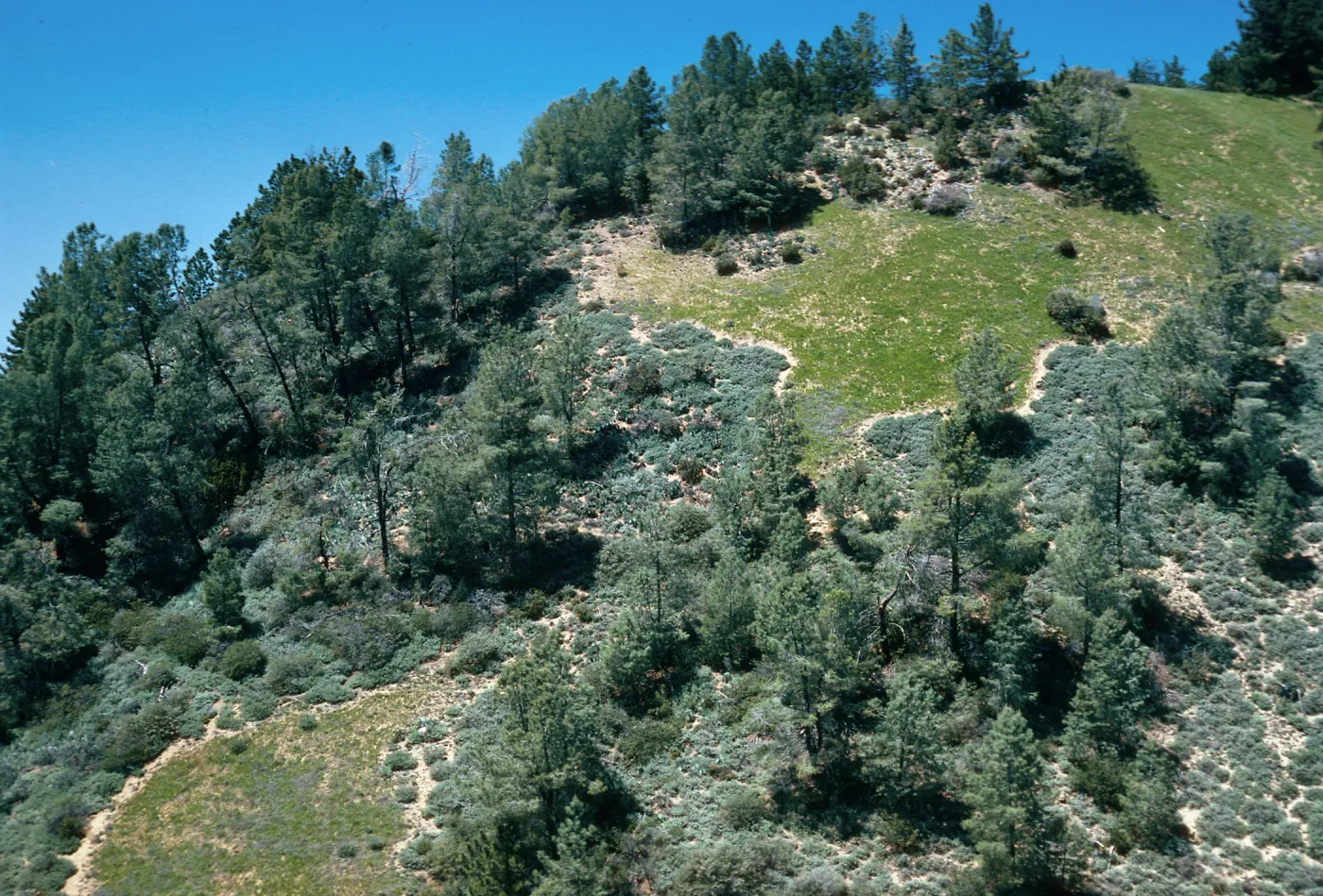 Coastal Sage w/rare area, Catway Road, Figueroa Mountain, Santa Barbara County