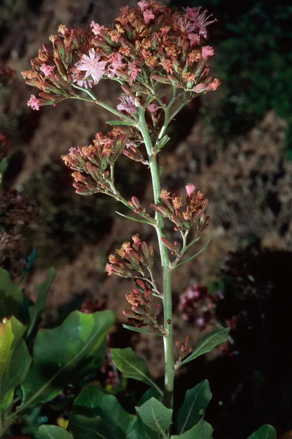 Munzothamnus blairii, Eagle Canyon, San Clemente Island