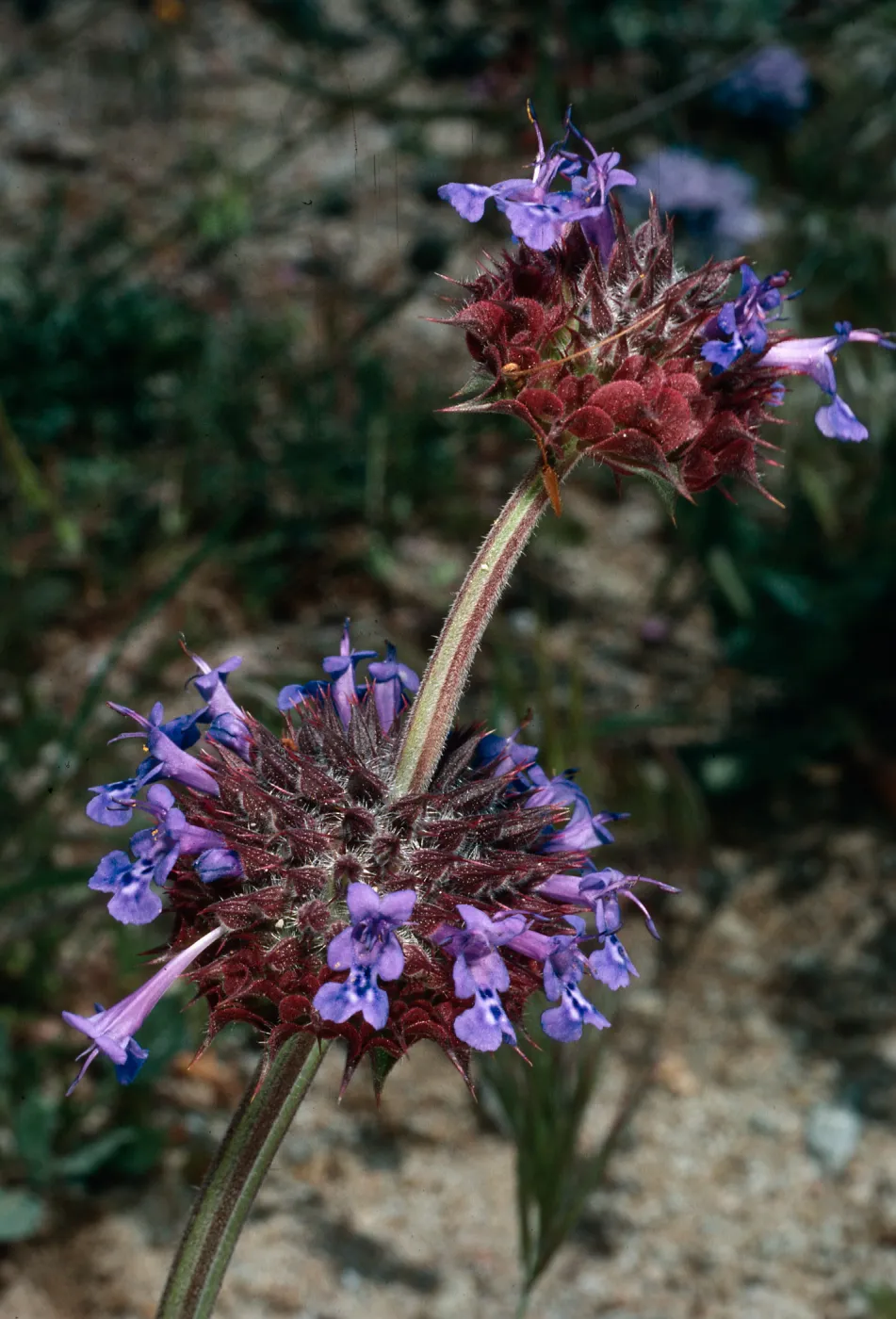 Salvia columbariaem (Chia), Gorman Hills, Los Angeles County