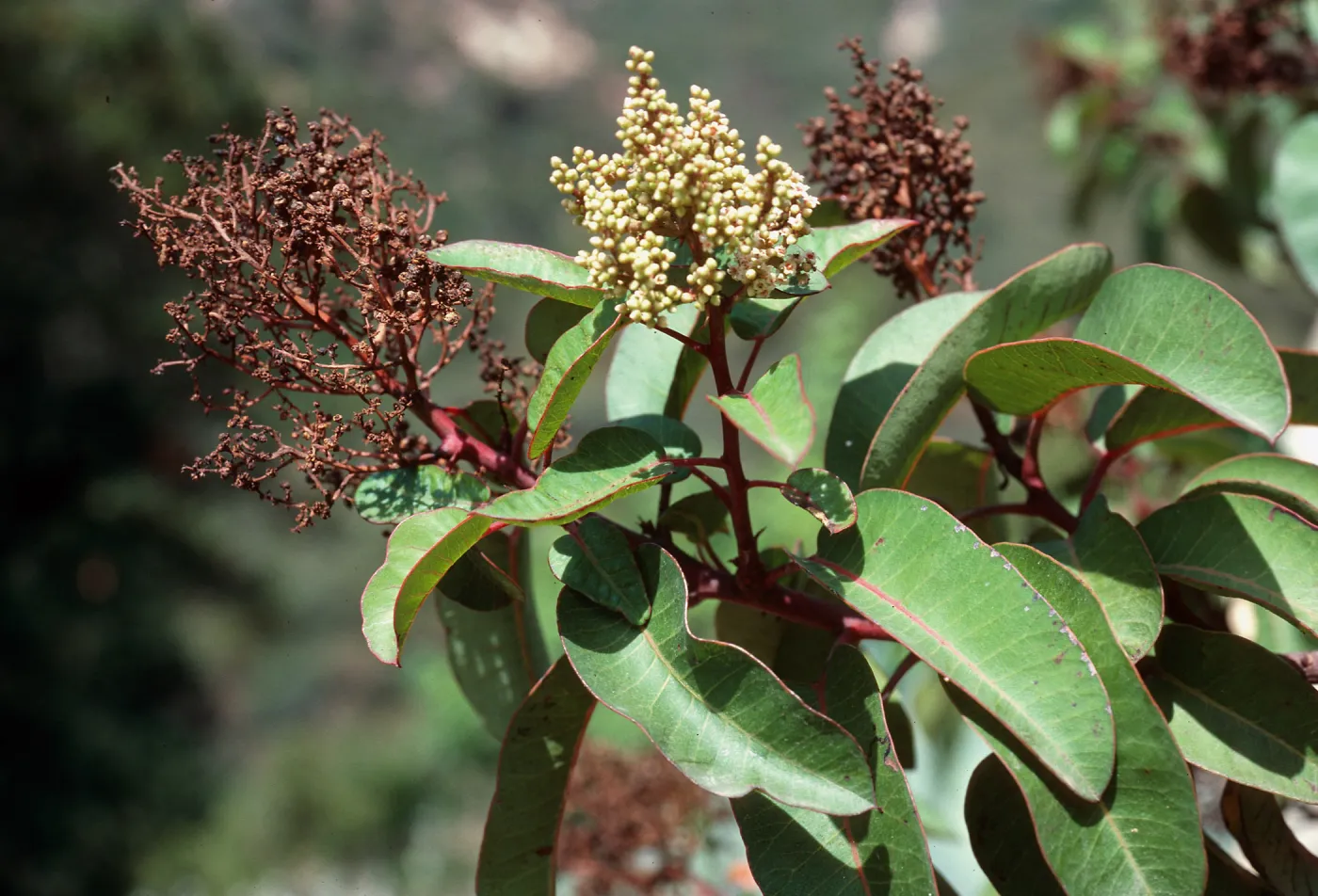 Rhus laurina, Hot Springs Canyon