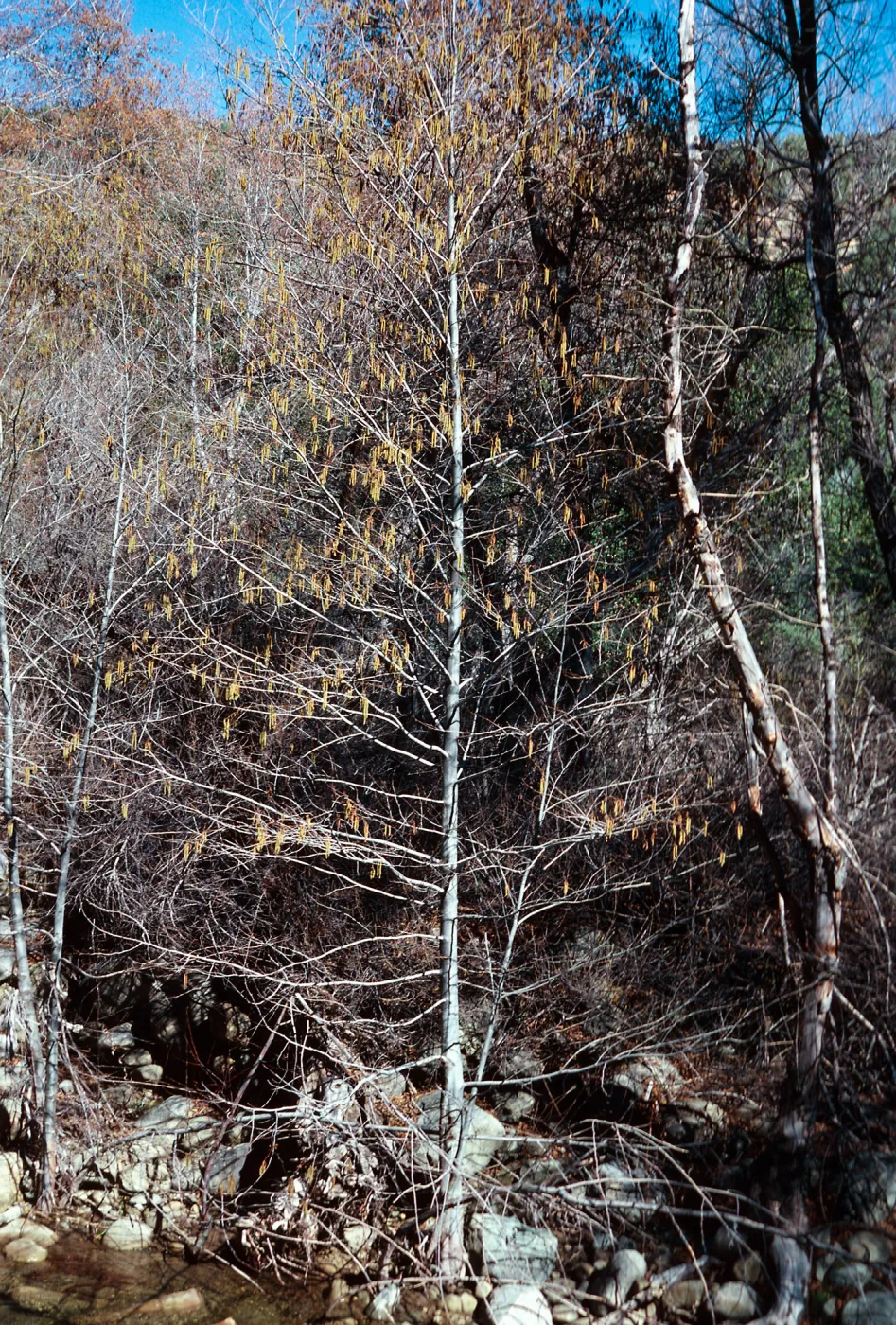 Alnus rhombifolia, Piedra Blanca Creek, Ventura County