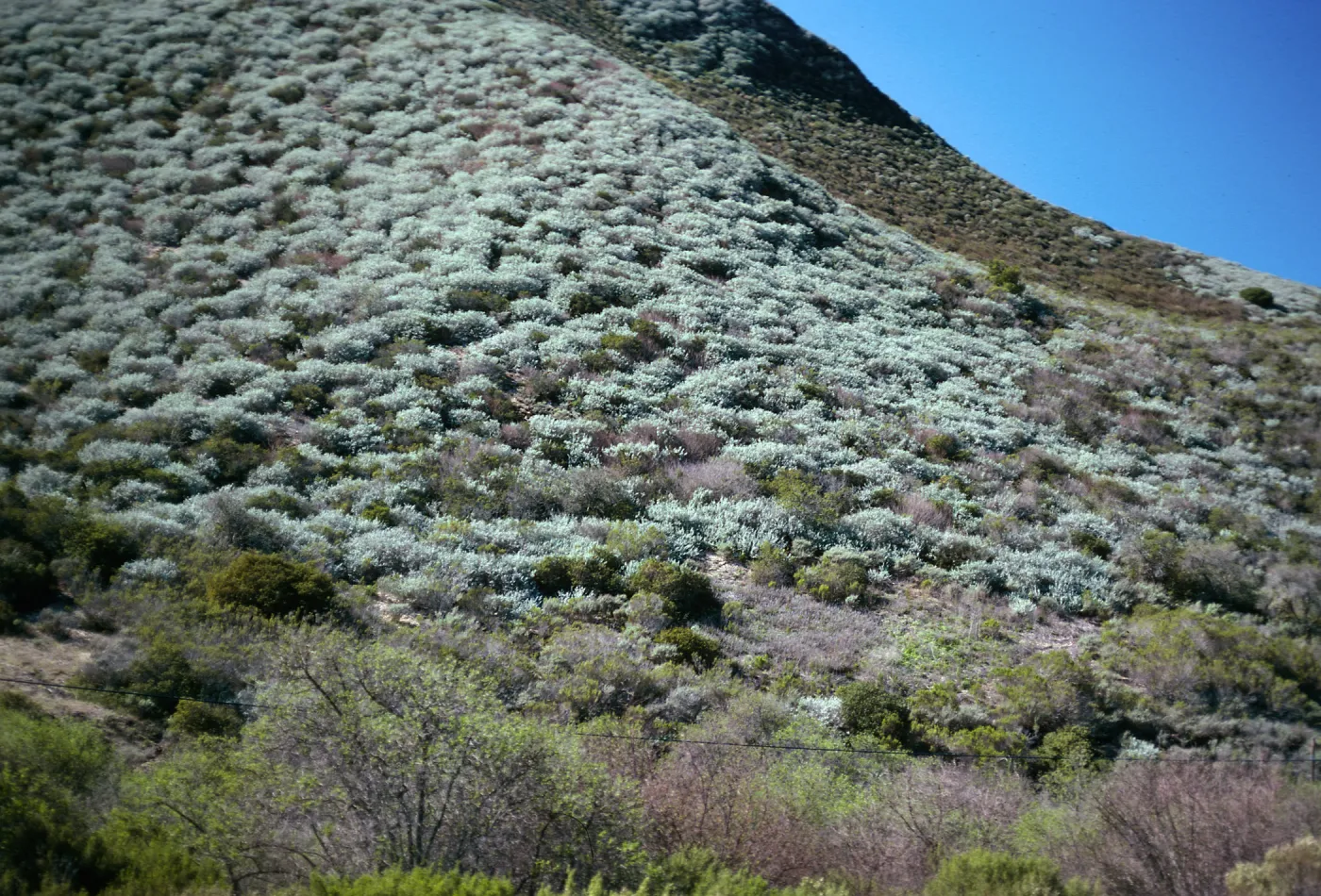 Artemisia californica, Highway 1, South of Lompoc
