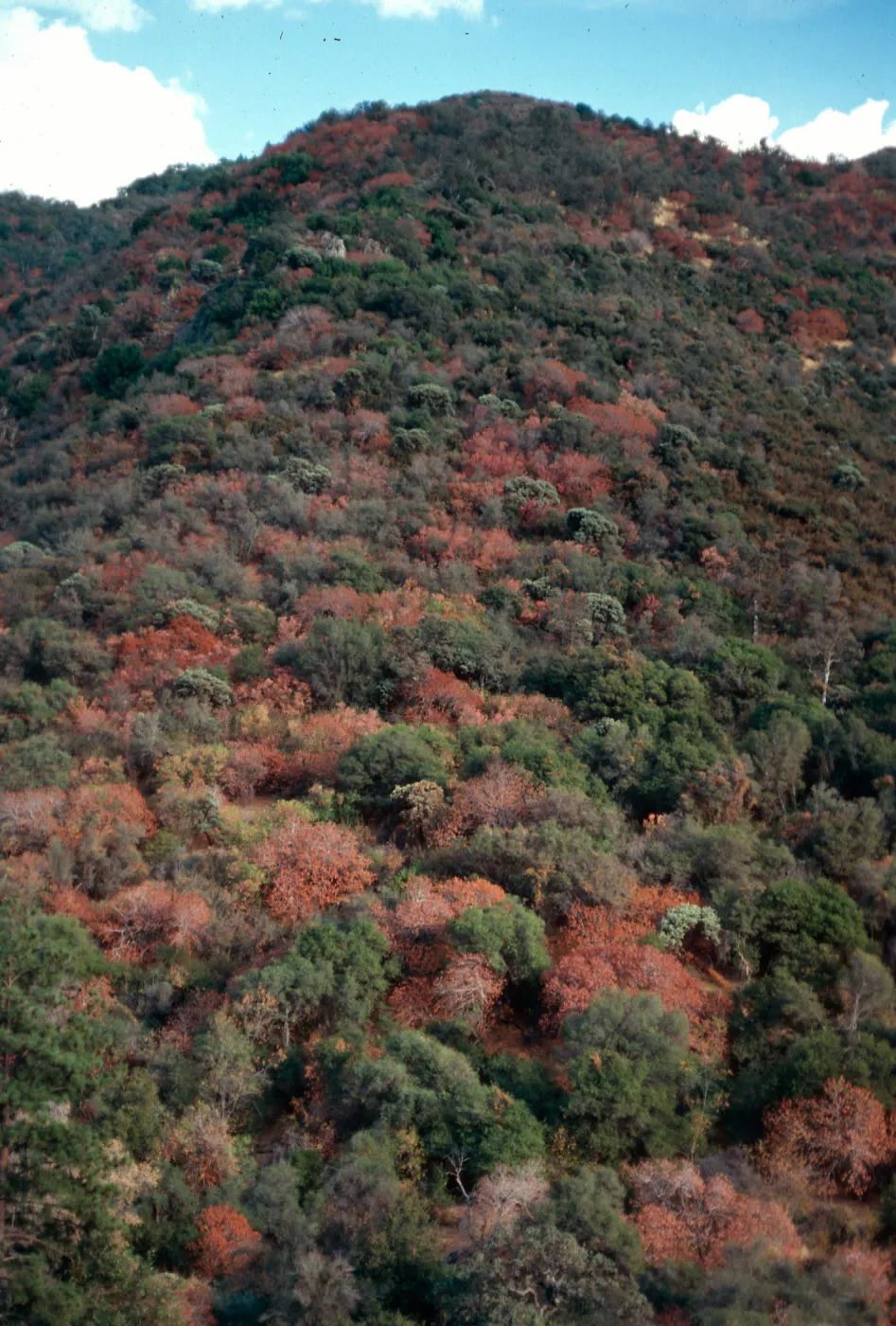 Aesculus Chaparral, North of Ash Mountain, Sequoia National Park, Southern Sierra Nevada