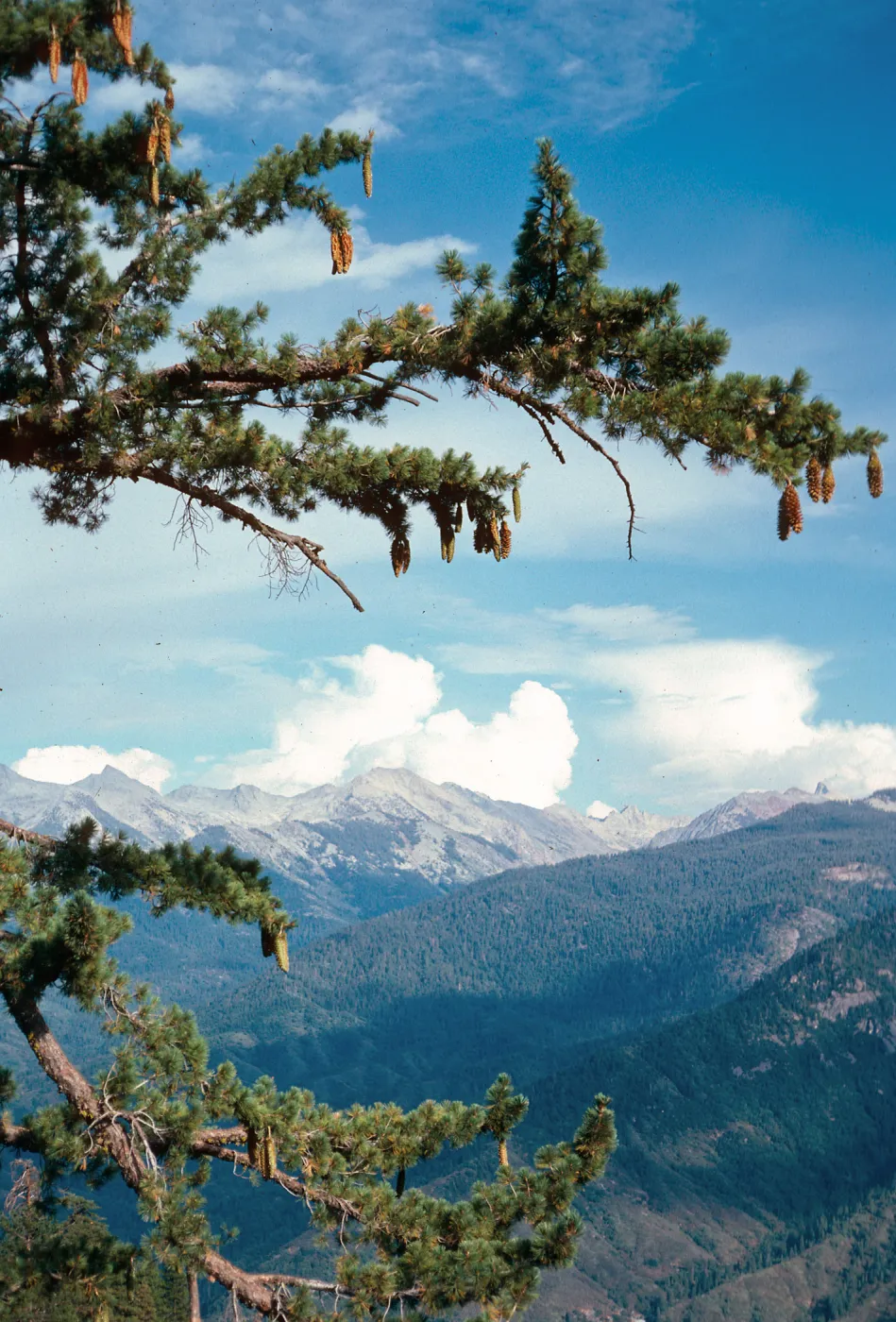 Pinus lambertiana, Moro Rock, Sequoia National Park, Southern Sierra Nevada
