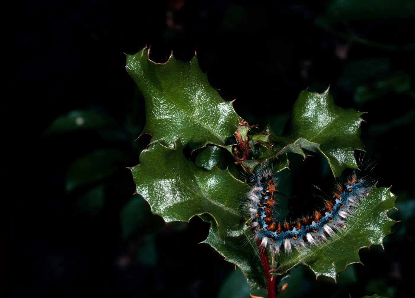 caterpillar on Quercus, trail to Rose Valley Falls