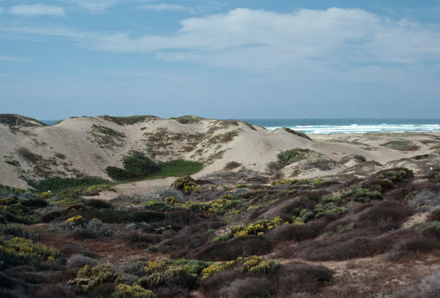dunes, Northwest corner of park, Montaña de Oro, San Luis Obispo County